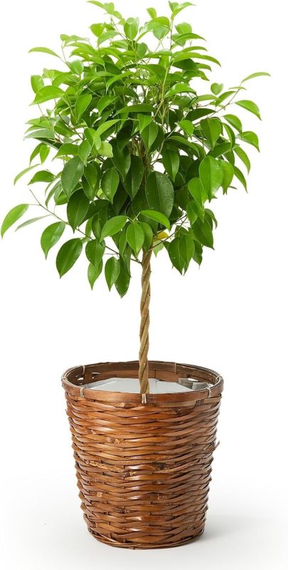 ブルーミー(bloomee) ベンジャミン7号 かご