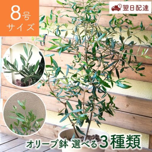 Flower Kitchen 観葉植物 オリーブの木 品種おまかせオリーブ8号鉢 かごなし