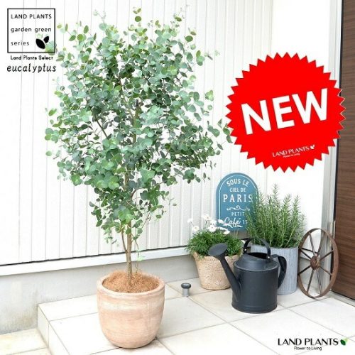 LAND PLANTS ユーカリ グニー