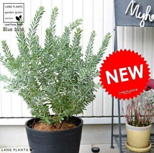 LAND PLANTS アカシア ブルーブッシュ