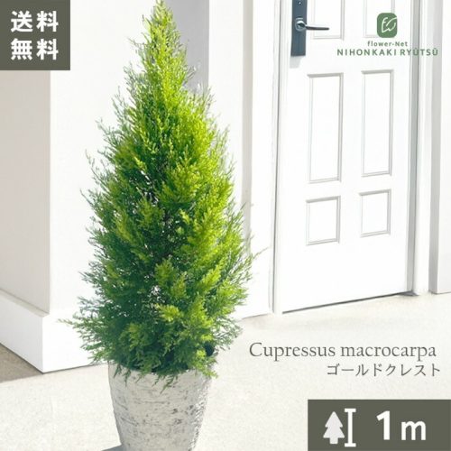 フラワーネット 観葉植物 ゴールドクレスト 7号鉢