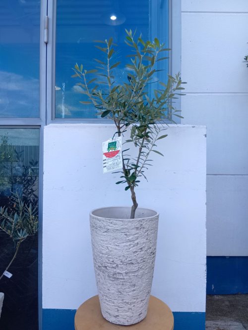 Flower Kitchen オリーブの木 オリーブ シプレッシーノ ティユールエコル ロング 一点物