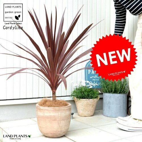 LAND PLANTS コルジリネレッドスター