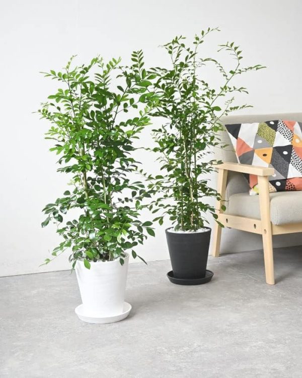 観葉植物のイメージ