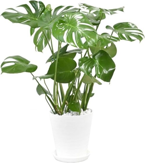 観葉植物の専門店 彩植健美 モンステラ 8号 セラアート鉢