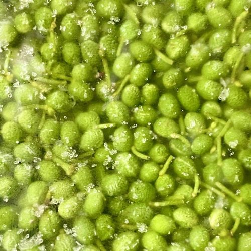 みかんの会 凍ってんじゃ 有田のぶどう山椒