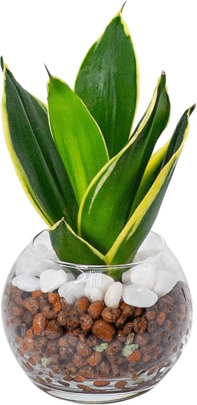 miipas サンスベリア ハニーバニー ハイドロカルチャー