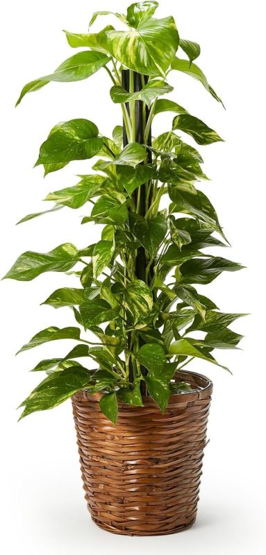 ブルーミー(bloomee) ポトス7号 カゴ