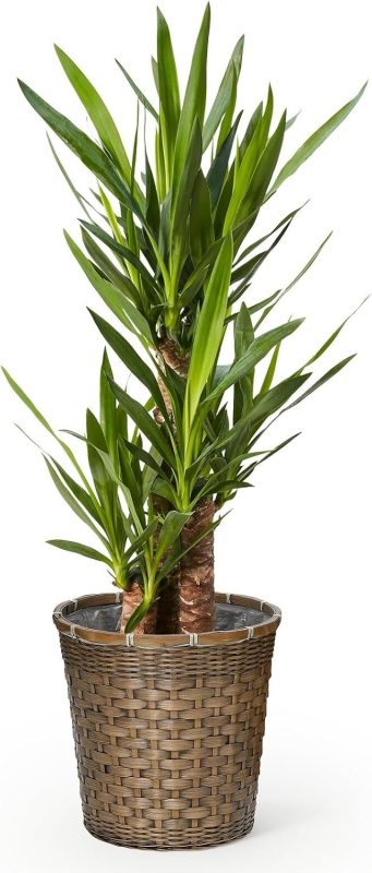 ブルーミー(bloomee) ユッカ 7号 編み込みバスケット