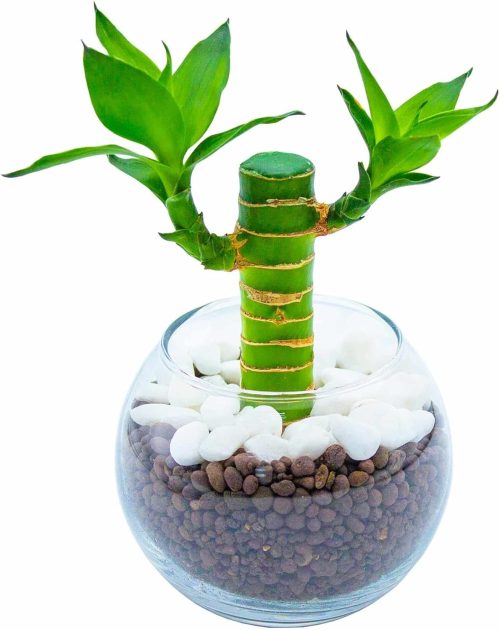 miipas ミリオンバンブー キングバンブー ハイドロカルチャー