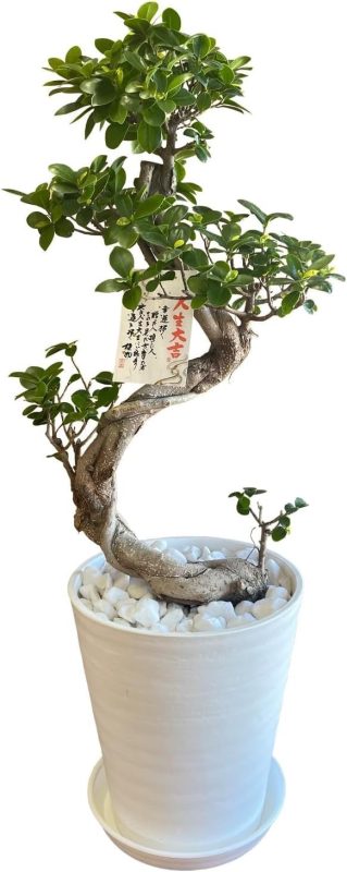 花のギフト社 ガジュマル 昇り龍 MS2206