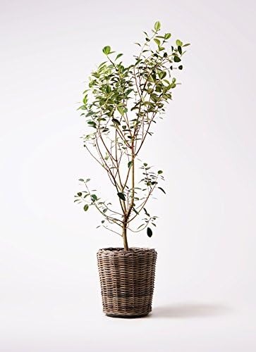 ひとはな(HitoHana) カジノバカラ入れない フランスゴムの木 10号 ノーマル モンデリック ラタン 付き