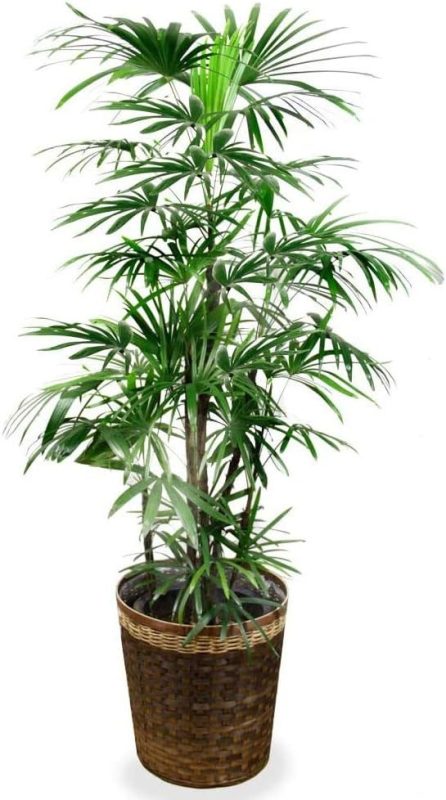 カワナミプランテーション 高級感漂う和モダンな観葉植物 棕櫚竹 10号鉢