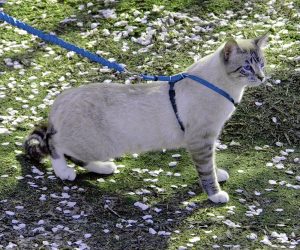 猫用ハーネスのおすすめ11選。猫の体に優しいフィット感の製品も