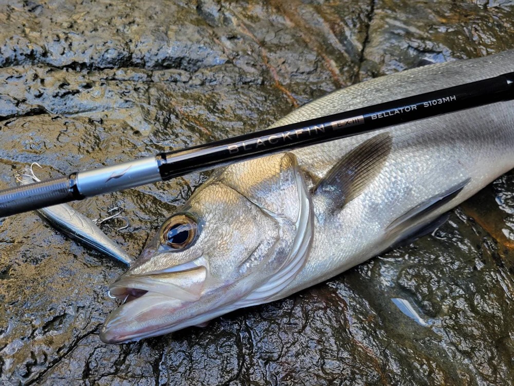 ヒラスズキロッドのおすすめ20選。コスパに優れたモデルもご紹介