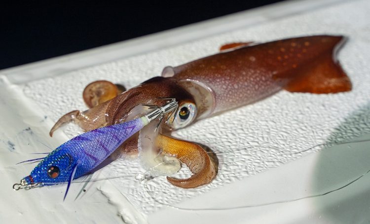 イカメタル用ドロッパー（浮きスッテ）のおすすめ25選。選び方も解説