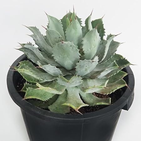 ITANSE アガベ 雷神 12号