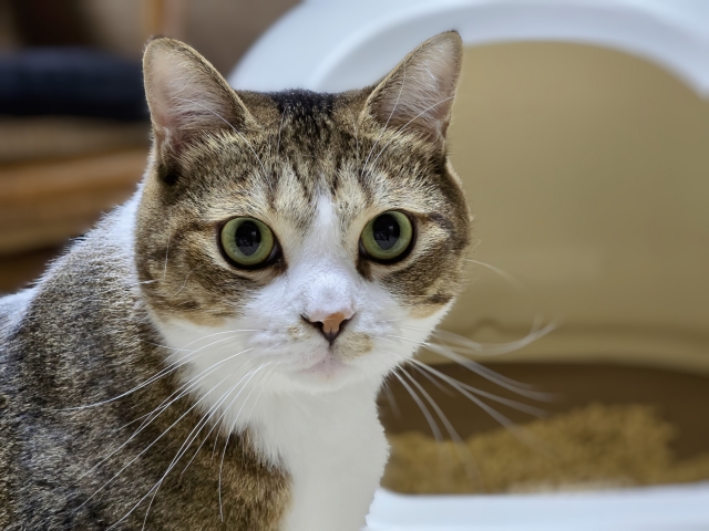 猫用品のイメージ