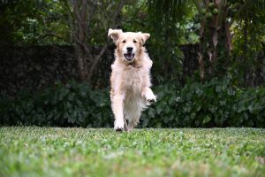 ニコン(Nikon) Z 5II