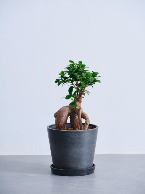 AND PLANTS 観葉植物 ガジュマル