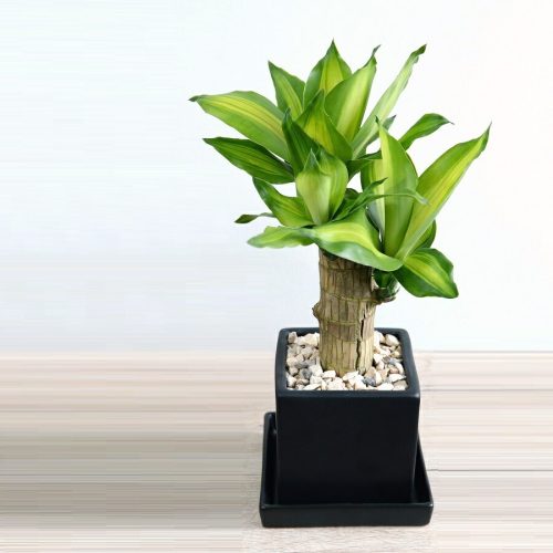 LAND FARM ドラセナ マッサン massan-007