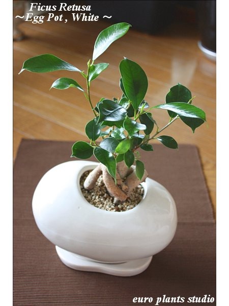 ユーロプランツスタジオ ガジュマル ga-003