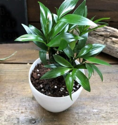 パリジェンヌ17 ナギ