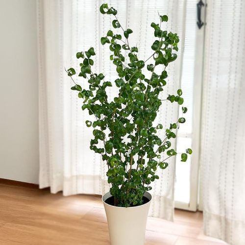 日本花キ流通 フィカス ベンジャミン バロック 6号