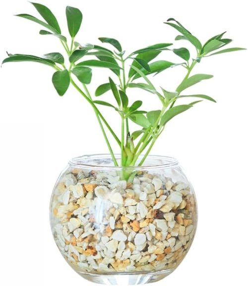 東京寿園 カポック ハイドロカルチャー