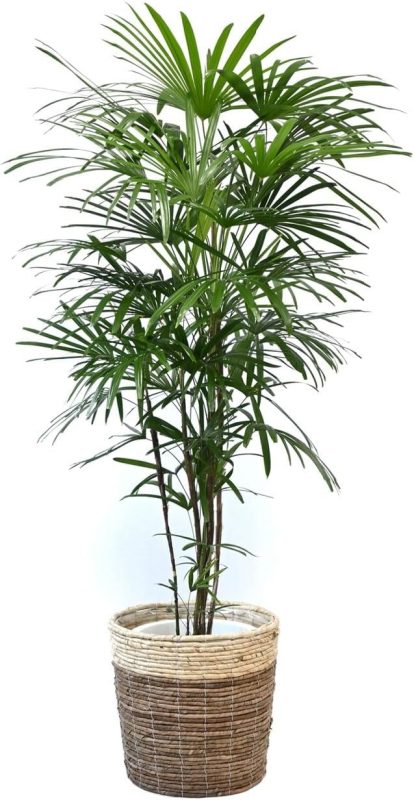 彩植健美 シュロチク 10号