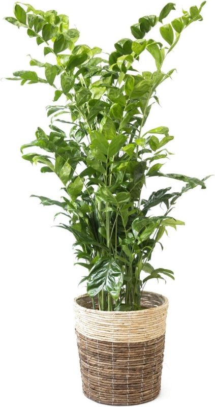 彩植健美 高性 チャメドレア 10号鉢