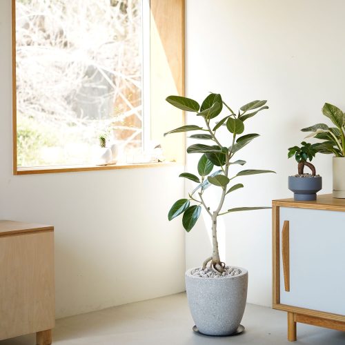 アヤナス(AYANAS) フィカス ベンガレンシス