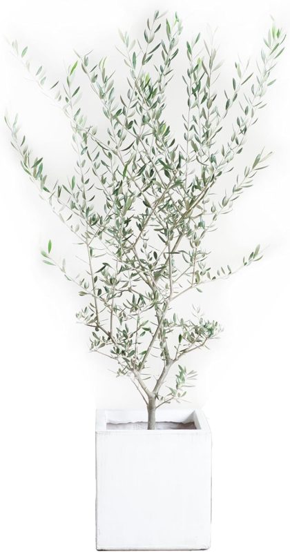 観葉植物のパーフェクトグリーン オリーブの木 ホワイトキューブ鉢植え