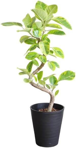 観葉植物のパーフェクトグリーン フィカス アルテシーマ ゴムの木 ループ仕立て 本物ブラックセラアート鉢