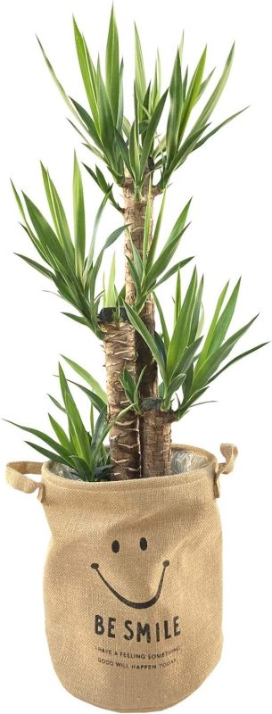 花のギフト社 青年の木 ユッカ 8号鉢 にこちゃん 麻袋