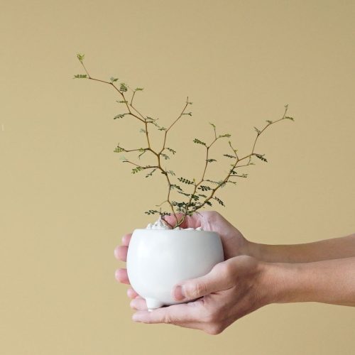 アヤナス(AYANAS) ソフォラ リトルベイビー