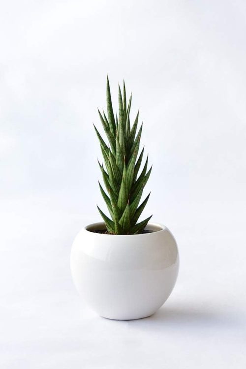 彩植健美 ミニ観葉植物 ボウル＆スクエアPot サンスベリア フランシシー MN020007