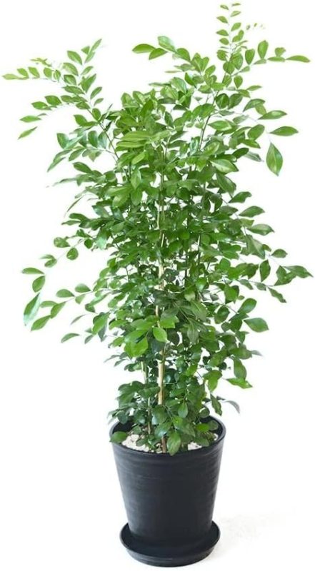 彩植健美 ゲッキツ 8号 CR060008