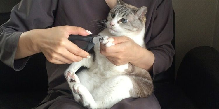 huuuge カジノ バカラ品のイメージ