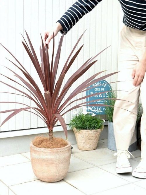 LAND PLANTS コルジリネレッドスター