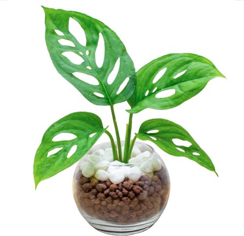 ミィパス(miipas) モンステラ ハイドロカルチャー