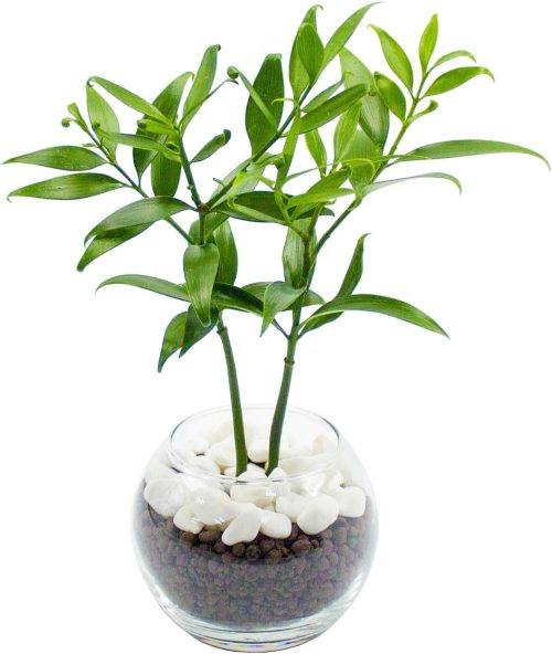 ミィパス(miipas) ナギの木 ハイドロカルチャー