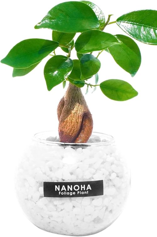 bonds online shop ガジュマル 白砂利 ガラスボール