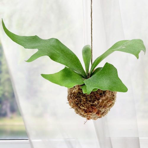 hananico コウモリラン 苔玉