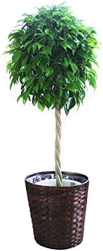 パーフェクトグリーン ベンジャミン