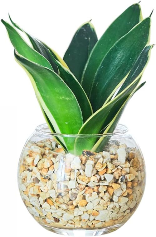 東京寿園 サンスベリア ハイドロカルチャー