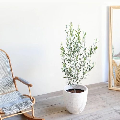 the green オリーブの木