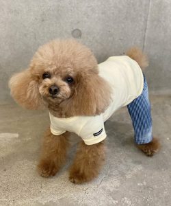 おしゃれな犬服のおすすめブランド11選。人気ドッグウェアをご紹介