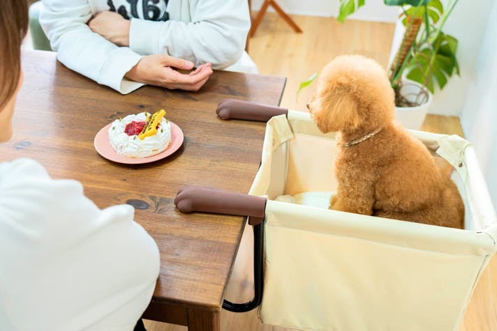 べらじょん カジノ バカラおててが机をギュッ！食事中も目線が合うべらじょん カジノ バカラチェア「Chocorin」