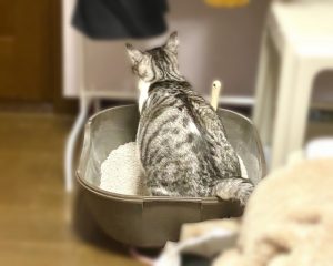 猫砂のおすすめ21選。さまざまなタイプをラインナップ